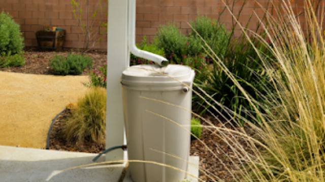 Rain barrel in a backyard.