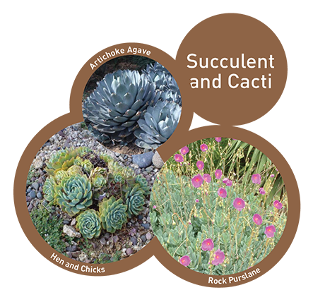 Succulent and Cacti Plants Image