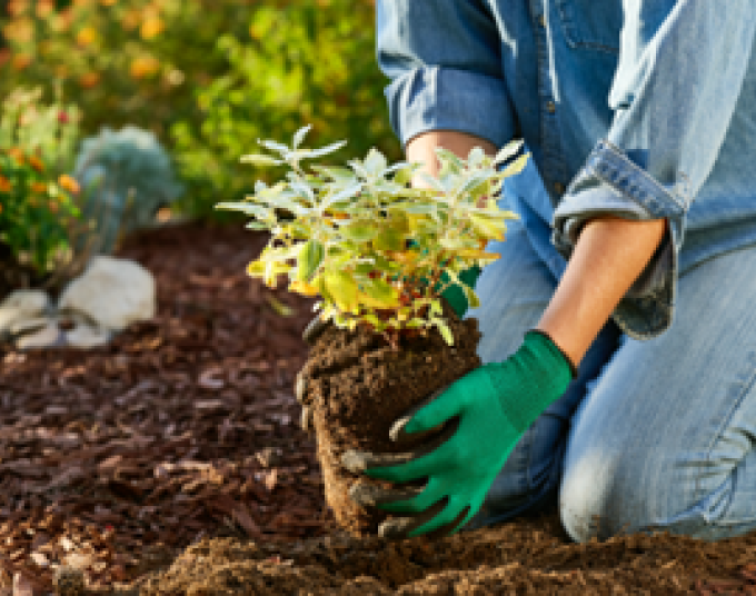 Person kneeling on mulch and planting a low water-use plant.