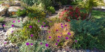 Drought tolerant landscape with native plants. 