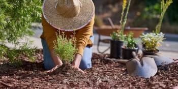Woman kneeling on mulch, planting a drought-tolerant plant.